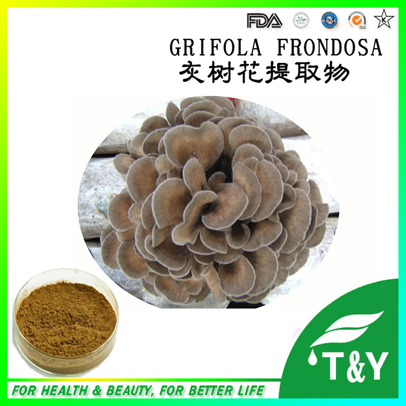 Chinese Herb nourishment Grifola frondosa extract, Prevent cancer Grifola frondosa P.E. 300g
