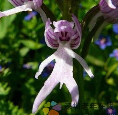 Strange flowers Orchis italica also known as Portland man Orchis in China called monkey orchid 100