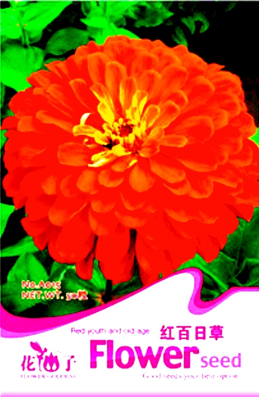 Zinnia Elegans Red Cpmmon Zinnia Annual Flower Seeds, Original Pack, 50 Seeds / Pack, Youth-and-old-age A015