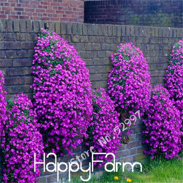 100 Seeds lot Rock Cress Aubrieta Cascade Purple FLOWER SEEDS Superb perennial ground cover for home