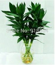 2015 50pcs Rare Bamboo seeds Tree Seeds Free shipping