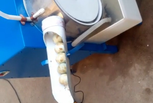 egg cleaner 13