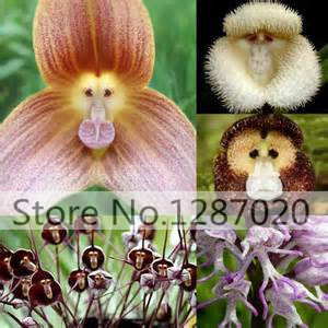 50rare Orchis italica seeds Pyramid monkey orchid Italian man orchid Home Garden Bonsai Balcony DIY