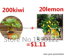 200 rare bonsai kiwi seeds send 100 bonsai lemon seeds for gift   fruit seeds for DIY home garden planting new year only $1.11