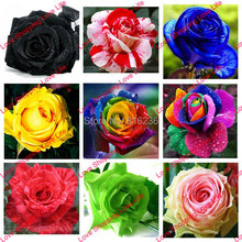 19 different roses seeds,red/orange/blue/green/purple/black/gray/white/yellow rose flower – 300 seeds/bag