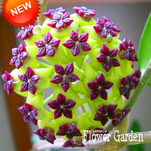 Big Sale!Hoya Seeds,Potted Flowers Bonsai plants Hoya Seed, Orchid Seed DIY Home Garden 100 Particles/Pack,#4FNNI6