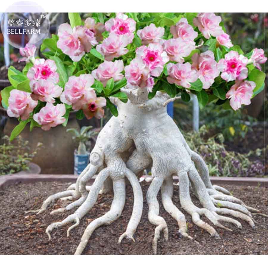 BELLFARM Adenium seeds, only 1 Seed, big blooms colorful desert rose a must for home garden E4191