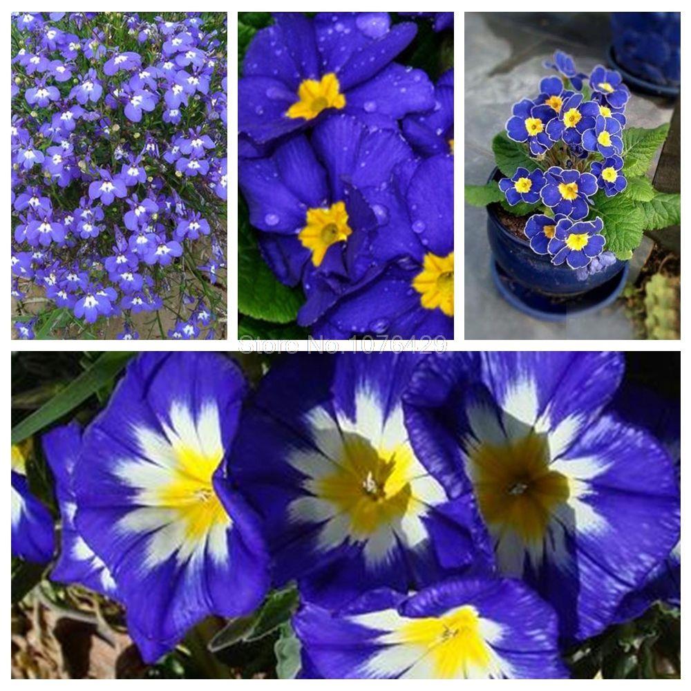1 Pack 100 Rare Blue Evening Primrose Seeds Sundrops Garden Flower S031 