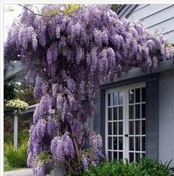 10 seeds pack hot selling Purple Wisteria Flower Seeds for DIY home garden