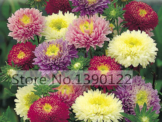 100 bag rare flower aster seeds CALLISTEPHUS CHINENSIS stunning mixed color flower seeds for home garden