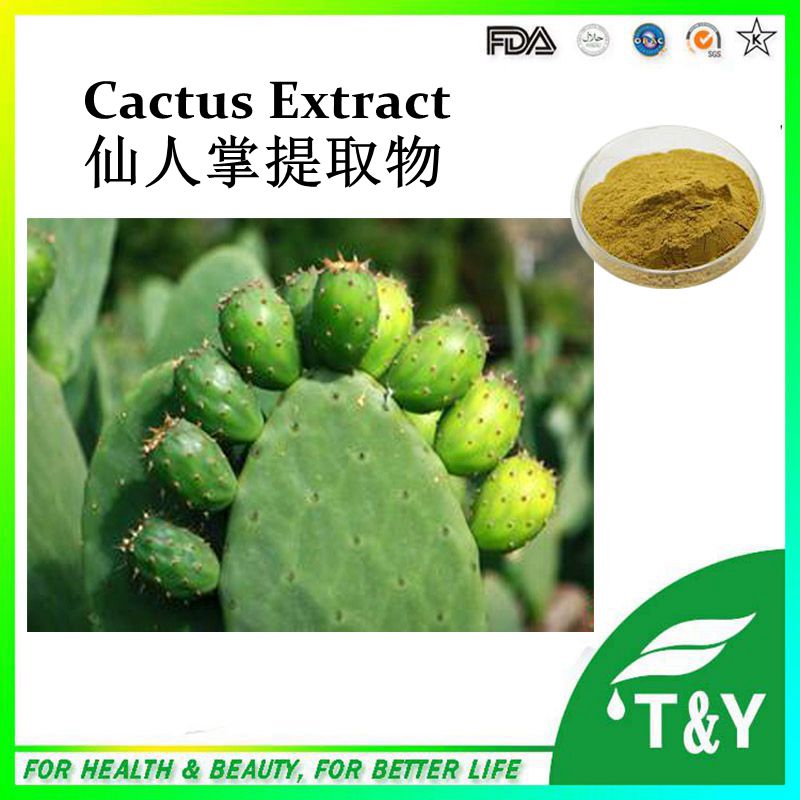 High Quality Cactus hoodia gordonii extract / Kaempferol Powder with best quality 600g/lot