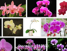 Promotion Flower pots planters 100 seed Monkey face orchids seeds man orchid Multiple varieties Bonsai plants flower Seeds for h