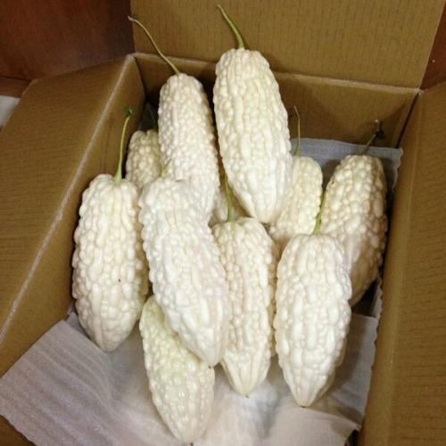 5-Pack-50-Seed-Rare-White-Balsam-Pear-Seed-Bitter-Melon-Organic-Vegetable-Seeds-C105.jpg