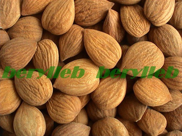 Free Shipping 1kg Fresh Bitter Apricot Kernels with coatings Organic 