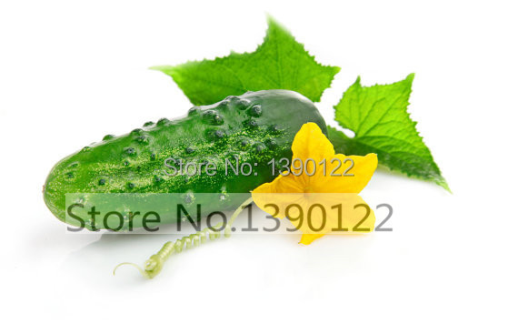 100 cucumber seeds ORZEL extremely early Polish variety for open soil growing vegetable seeds for home