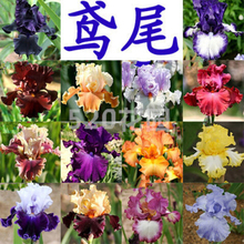 50 pcs/ bag( 21 kinds mixed), iris seeds, potted seed, flower seeds, home garden bonsai plant , LOSS PROMOTION ONLY FOR YOU