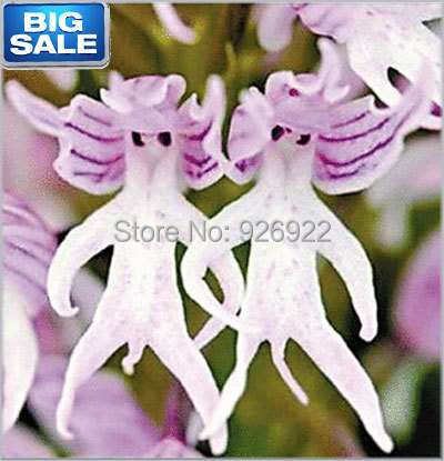 Orchis italica seeds Pyramid monkey orchid Italian man orchid Home Garden Bonsai Balcony DIY 100PCS seeds