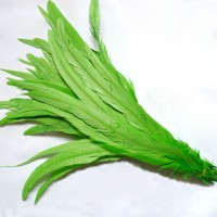 grass green rooster feathers