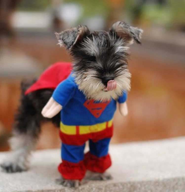 Autumn Winter Popular Pet Dog Clothes Cotton Dog Coats Change To Super Man Pet Clothes freeshipping