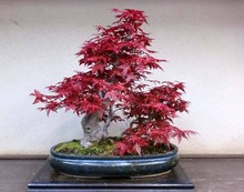 Hot Selling 50pcs American Maple Tree Seeds Bonsai Plants DIY Home Garden Free Shipping