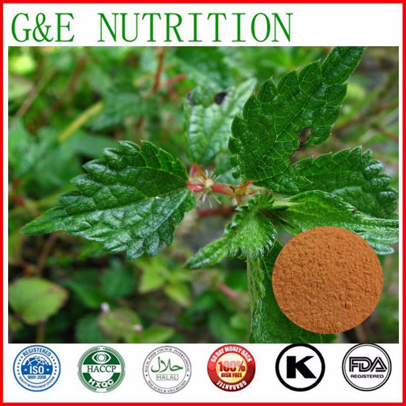 800g Stinging Nettle/ Spinose Urtica Root Extract with free shipping and best price