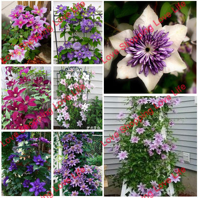 Vine Clematis potted clematis garden flowers no the clematis bulbs 50 seeds bag