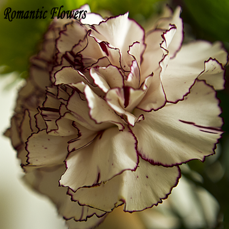 Compra claveles azules online al por mayor de China, Mayoristas de