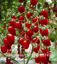 Milk red tomato seeds, cherry tomatoes, tomato seeds organic fruits and vegetables – 20 Seed particles