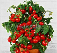 100+ Bonsai Tomato seeds Mini Cherry Potted Sweet Fruit Vegetable Organic Fresh