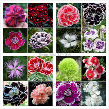 Promotion! 200 Dianthus Seeds , 16 kinds mixed packed,  Sweet William flower, easy to grow ,high germination  DIY garen