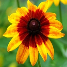 2015 new 100pcs/bag Gerbera seeds,Daisy seeds Daisy flower garden,easy to plant pink Gerbera