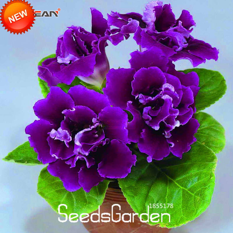 Perennial Flowers And Plants In Your Garden Flower Home And Garden Perennial Flowers