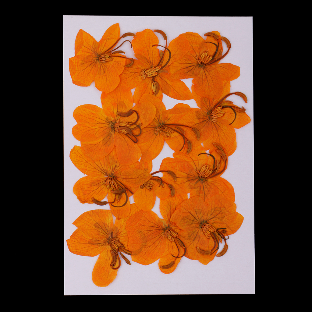 12pcs Real Pressed Flowers Dried Yellow Flower DIY Crafts Decoration