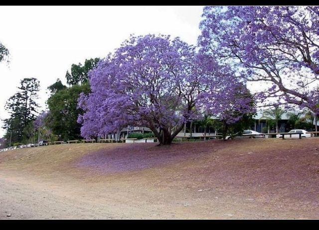 50-Best-Paulownia-plant-Seeds-empress-tree-Romantic-Flower-Great-Aroma-fast-growing-Free-Shipping-Little.jpg_640x640.jpg