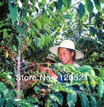 Organi ccoffee beans Yunnan Arabica Chinese Mandheling AA 1 pounds 454g 