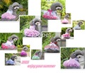 2016 dog dress for puppy chihuahua yorkshire pet dog robe chien summer pet dog clothes skirt