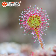 Table Drosera Peltata Seeds Potted Plant Sundew Carnivorous Plants Garden Seeds 100 Pieces / lot