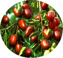 Shanxi big dried fruit red dates chun dates comprises chun dates500g