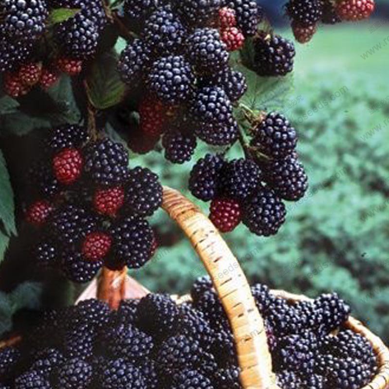 Get Blackberry Fruit Tree Pics