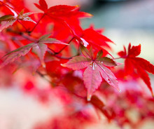 30 SEEDS PACK JAPANESE RED MAPLE TREE WITH HERMETIC PACKAGE VERY BEAUTIFUL JAPAN MAPLE NEW SEEDS
