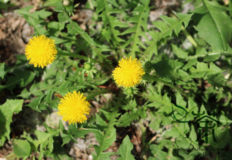 a description and importance of the taraxacum officiale a perennial herb a description and importance of the taraxacum officiale a perennial herb