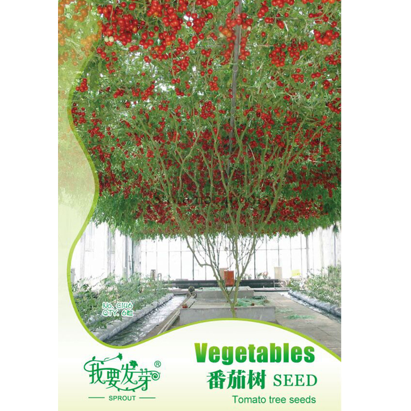 Tomato Tree Perennial Indeterminate Plant Seeds, Original Pack, 5 Seeds, sweet juicy hybrid tomato fruit IWSC146
