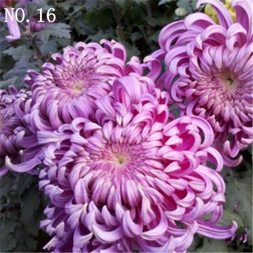 New Rare Chrysanthemum seed countryard balcony decoration 50 seeds 