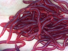 50pcs/lot Smelly/Flavored Soft Plastic Fishing Lure Bait Bionic Red Worm 4cm For Fishing Earthworm Maggot