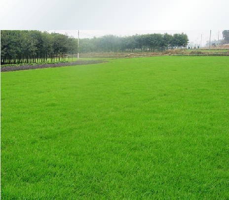 online buy wholesale grass seed prices from china grass seed prices wholesalers aliexpress com online buy wholesale grass seed prices from china grass seed prices wholesalers aliexpress com