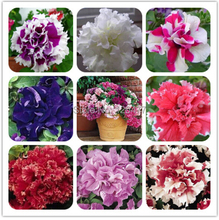 free shipping Petunia petals flower seeds multicolor -200 pcs
