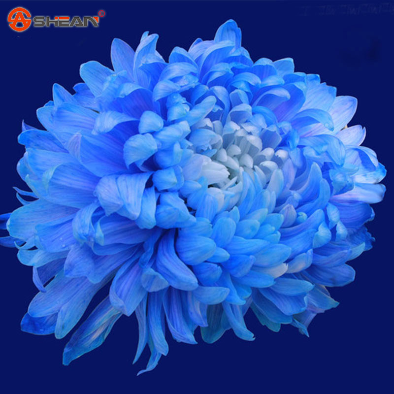 Balcony Potted Flower Rare Blue Chrysanthemum Flower Seeds New Arrival 