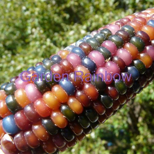 Rare Glass Gem Corn Seeds 10pcs/bag Crystal Corn Seeds Rare Heirloom