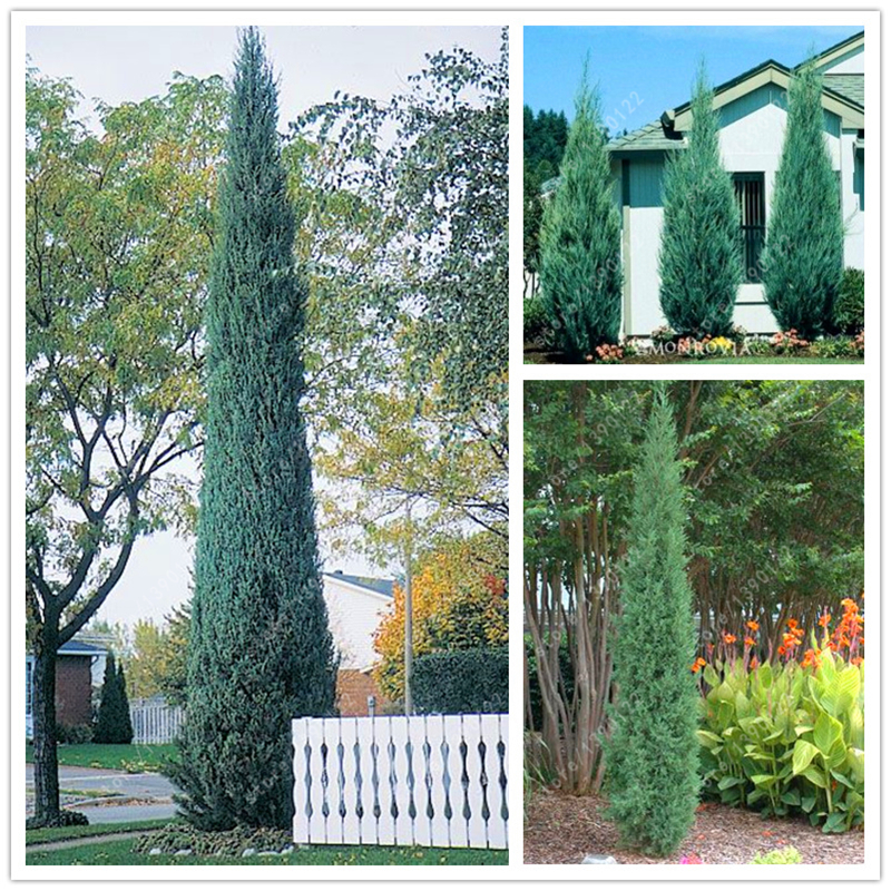 Online Kaufen Großhandel juniper samen aus China juniper samen