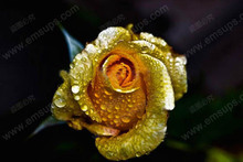 Bonsai Flower Rose Seeds 150 PCS Really Rare “Golden Rose”Natural Growth Beautiful and Moving Home Gardening